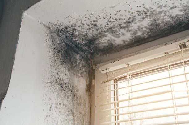 Affordable Mold Removal solutions in Reading, PA