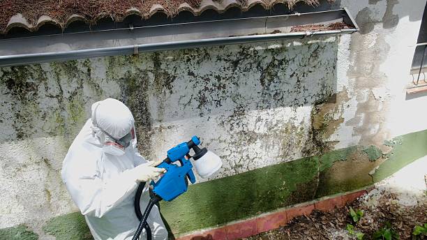 Top rated local Mold Removal specialists in Reading, PA